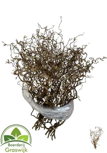 Corylus avellana 'Contorta'