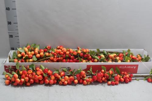 Siervruchten per tak Malus 'Red Sentinel'