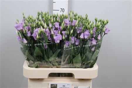Eustoma russellianum enkelbloemig 'Piccolo Lavender'