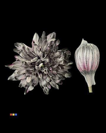 Chrysanthemum (Indicum Grp) geplozen Antonov kleurbehandeld H%