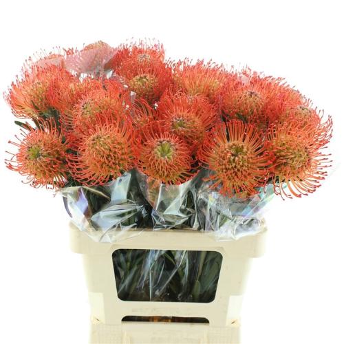 Leucospermum cordifolium 'Succession'