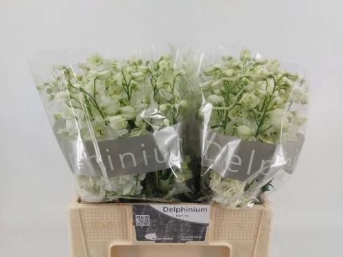 Delphinium Elatum Grp dubbelbloemig 'Centurion White'