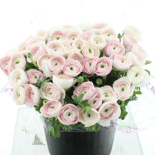 Ranunculus overig