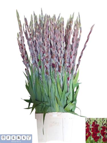 Gladiolus grootbloemig 'Fat Boy'
