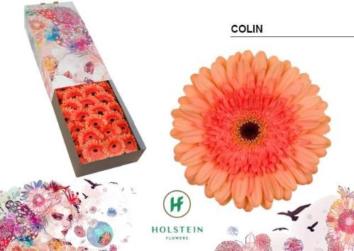 Gerbera grootbloemig Colin