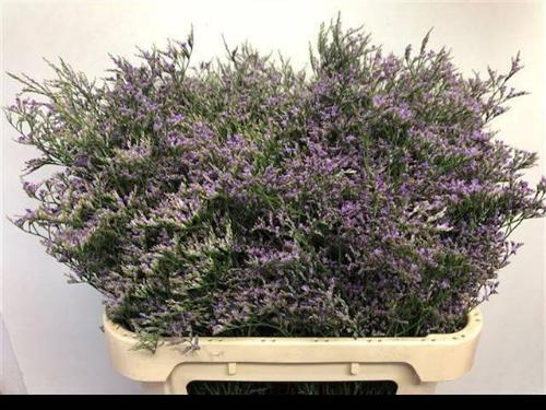 Limonium Maine Blue