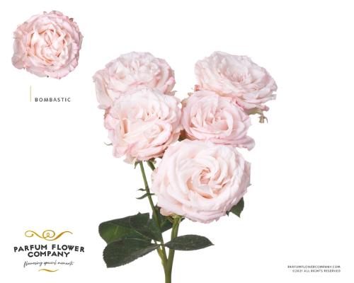 Rosa tros Bombastic