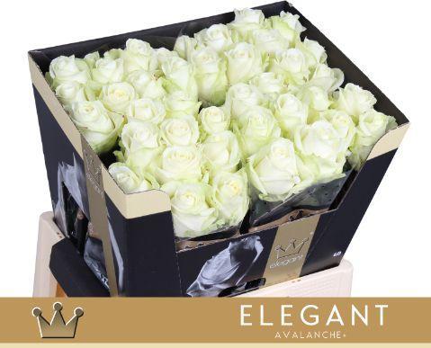 Rosa grootbloemig Avalanche+