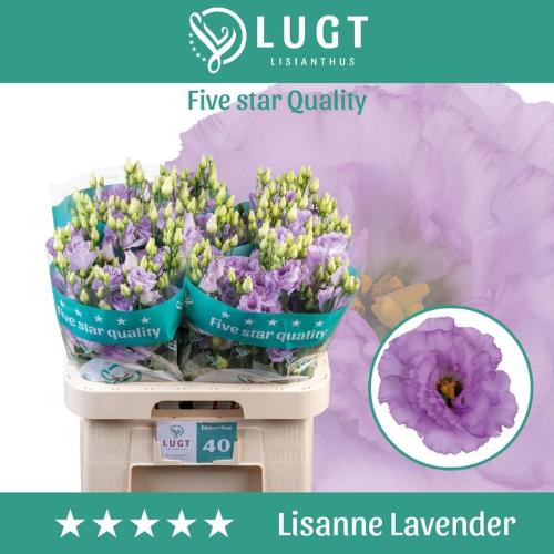 Eustoma russellianum gevuldbloemig Lisanne Deep Lavender