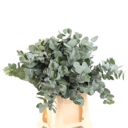 Eucalyptus overig blad