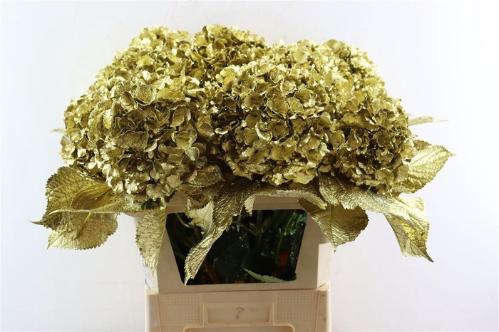 Hydrangea overig kleurbehandeld H%