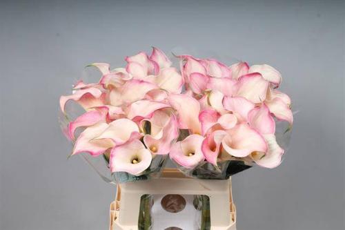 Zantedeschia 'Blushing Lady'