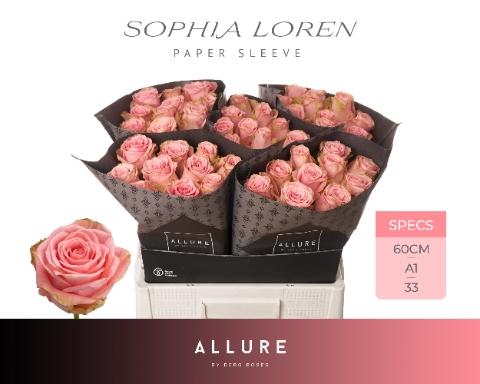 Rosa grootbloemig Sophia Loren