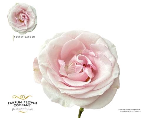 Rosa grootbloemig Secret Garden!