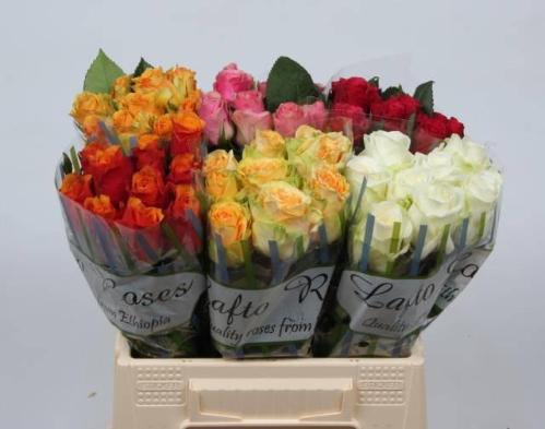 Rosa grootbloemig gemengd in fust