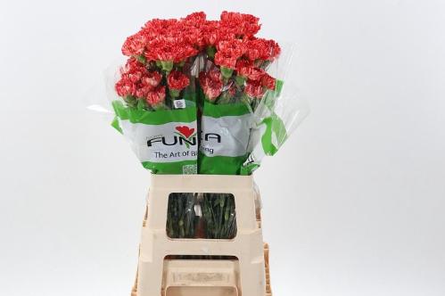 Dianthus standaard overig