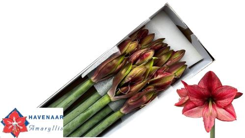 Hippeastrum Galaxy Grp 'Revelation'