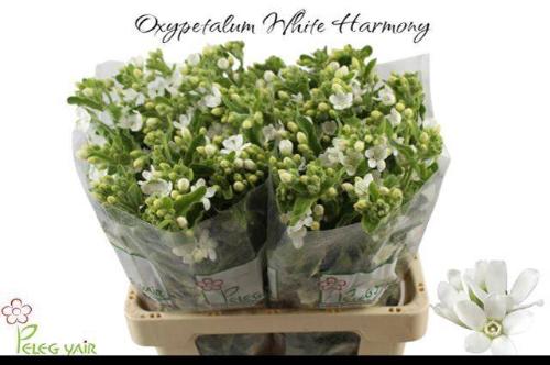 Oxypetalum coeruleum 'Perfect White Harmony'