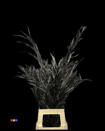 Decoratiegroen kleurbehandeld per bos H%