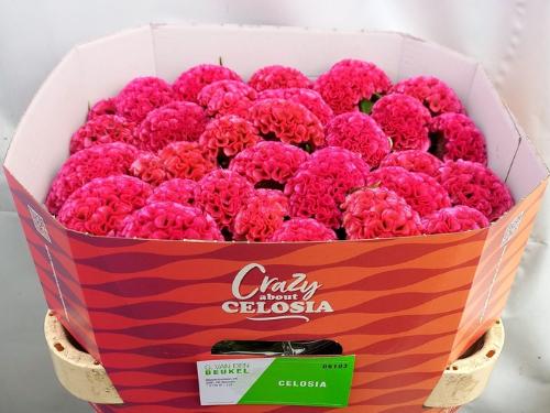 Celosia argentea (Cristata Grp) 'Rose Delight'