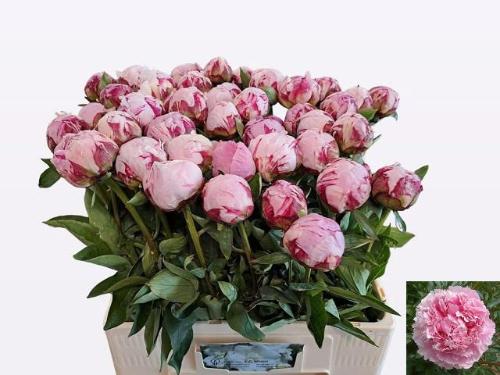 Paeonia Lactiflora Grp 'Sarah Bernhardt'
