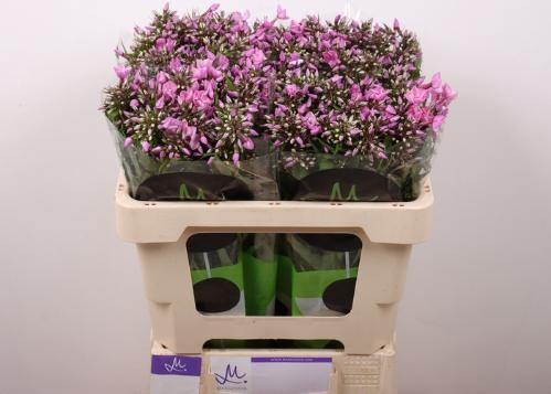 Phlox (Paniculata Grp) Pink Eyes