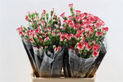 Dianthus tros 'Minuetto'