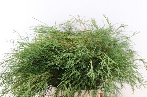 Chamaecyparis pisifera 'Filifera' per bos