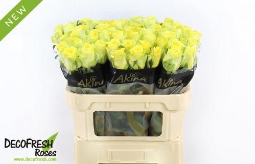 Rosa grootbloemig overig