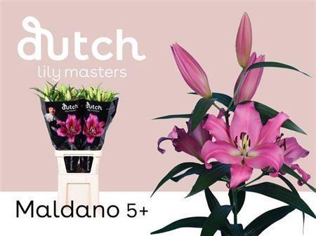 Lilium Oriental x Trumpet Grp 'Maldano'