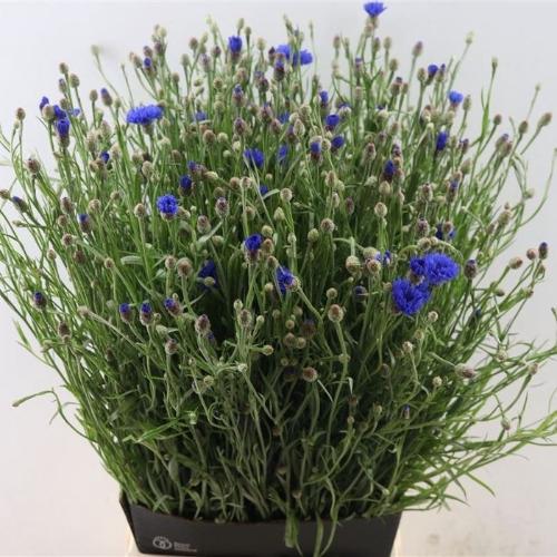 Centaurea cyanus