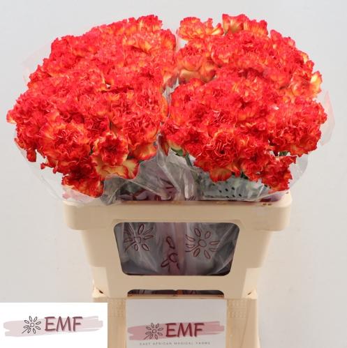 Dianthus standaard 'Zenit'