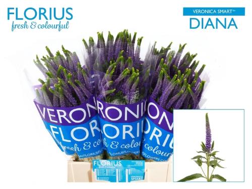 Veronica Clea Diana