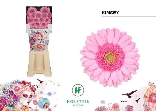 Gerbera mini 'Kimsey'
