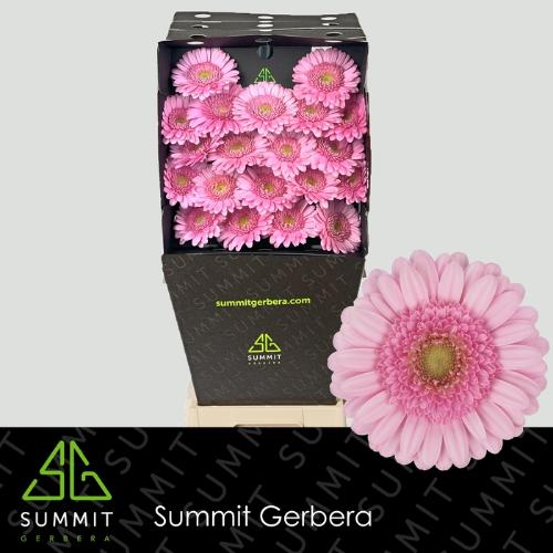 Gerbera mini Andrina+