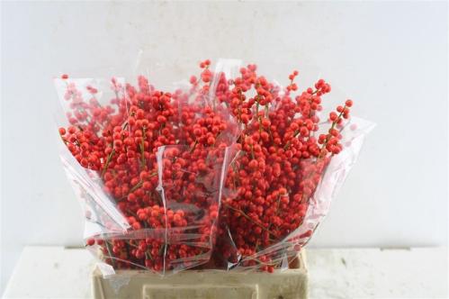 Ilex verticillata