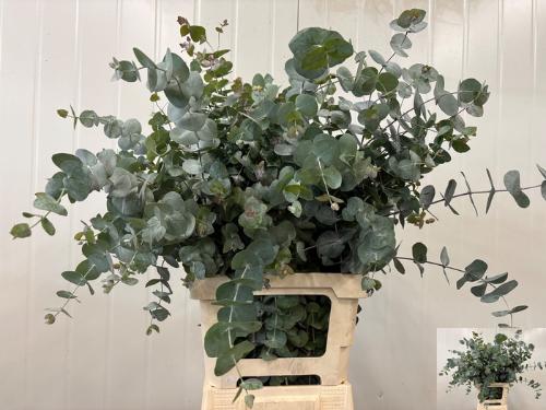 Eucalyptus per bos cinerea