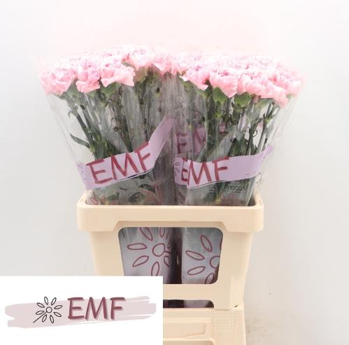 Dianthus standaard Julia