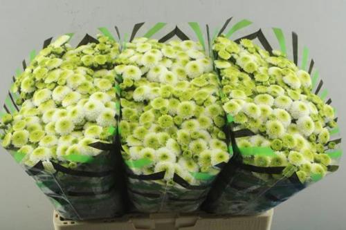 Chrysanthemum (Indicum Grp) tros santini Maverick