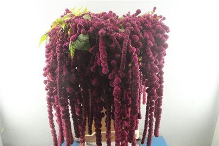 Amaranthus caudatus 'Rosary'
