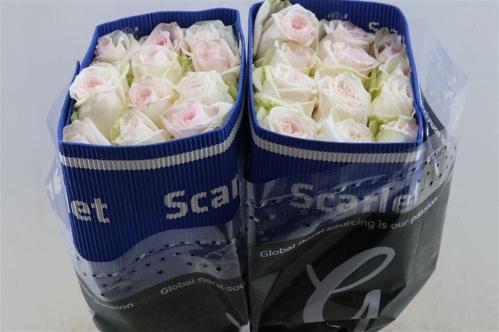 Rosa grootbloemig White O'Hara