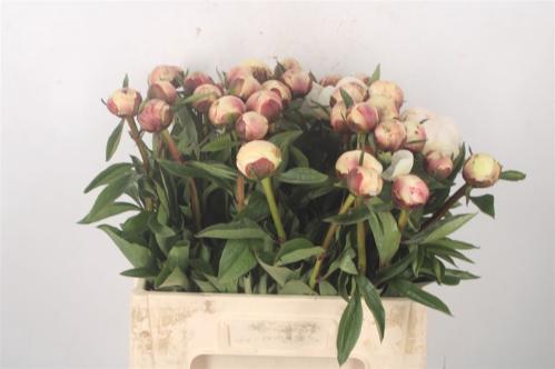 Paeonia Lactiflora Grp 'Dr. F.G. Brethour'