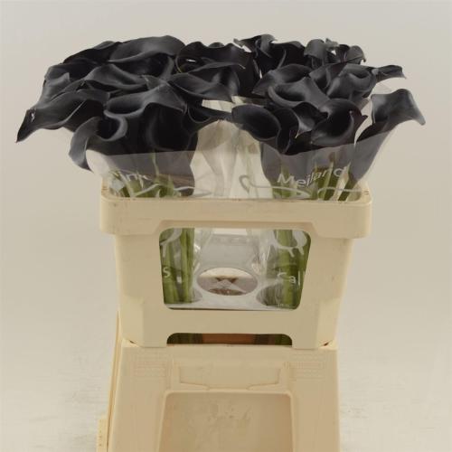 Zantedeschia 'Call Ceara'