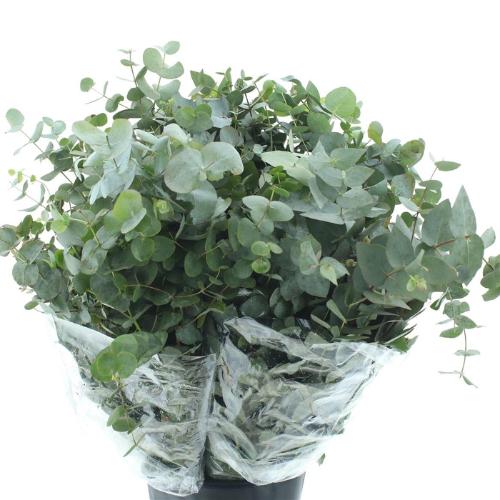 Eucalyptus per bos cinerea