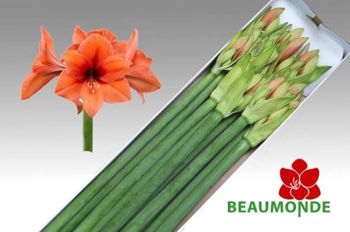 Hippeastrum Galaxy Grp 'Desire'