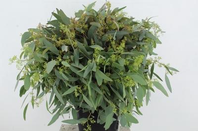 Eucalyptus per bos overig blad