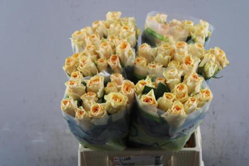 Rosa grootbloemig Peach Tacazzi+