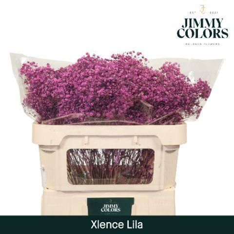 Gypsophila overig kleurbehandeld H%