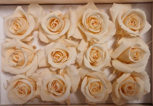 Rosa grootbloemig kleurbehandeld H%