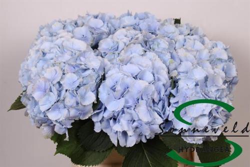 Hydrangea macrophylla 'Verena' (blauw)